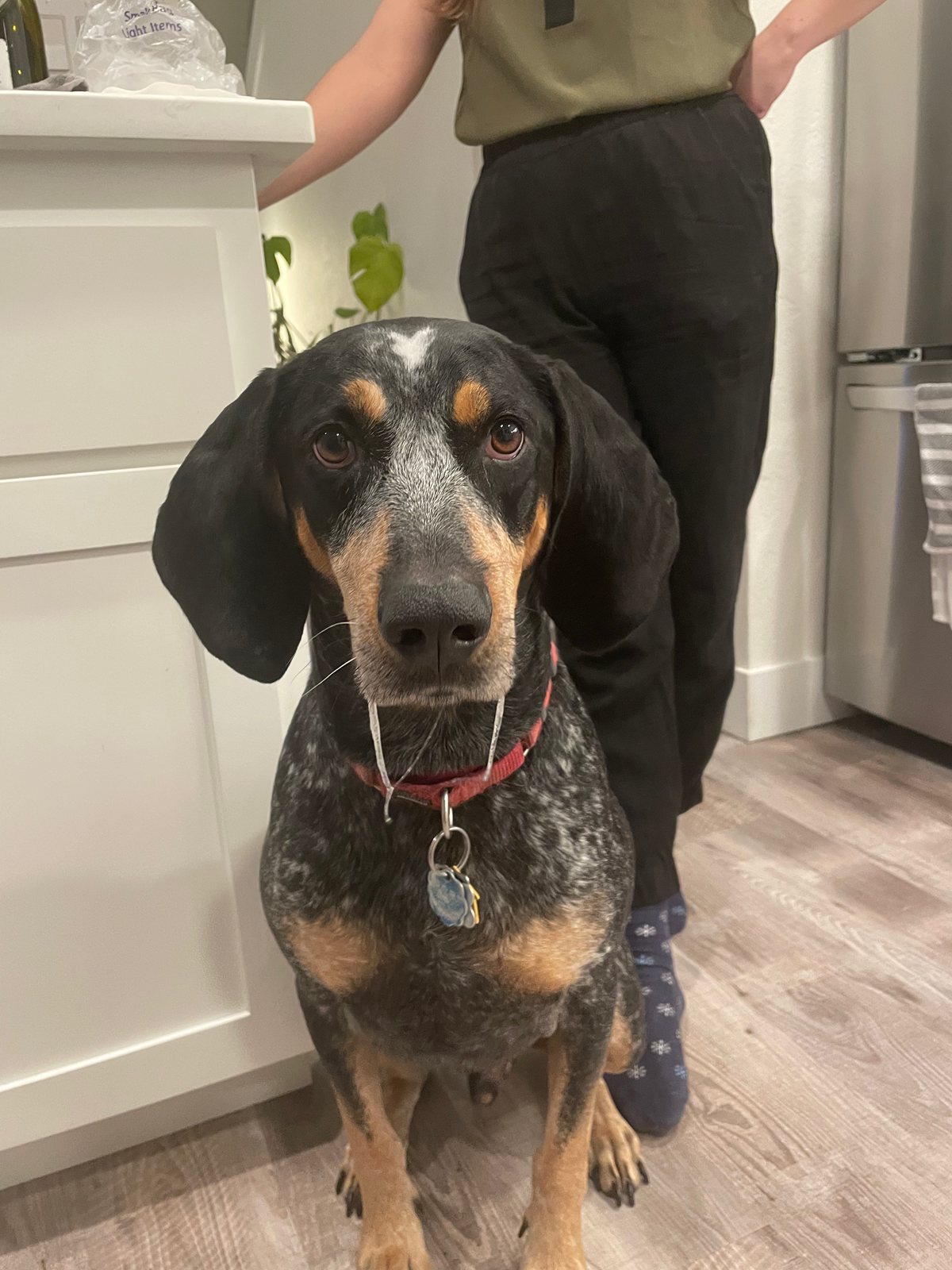 A blue tick hound standing in a kitchen beside its owner’s legs.
