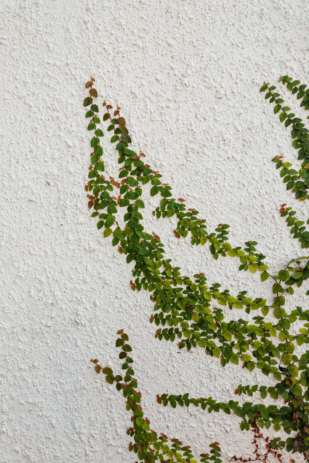 Ivy creeping in thin lines across a white rendered wall.