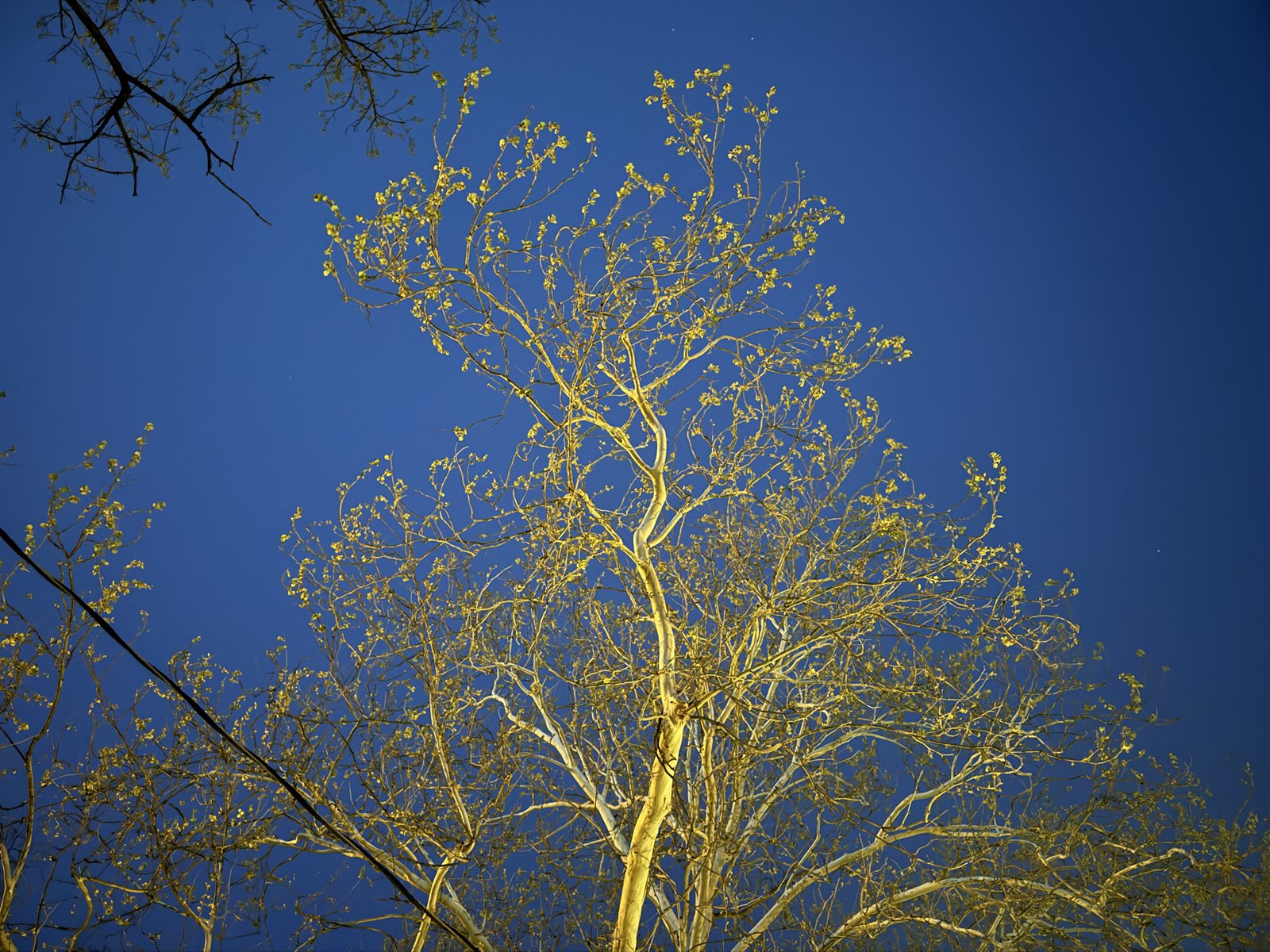 The bare branches of a tree lit gold from below against a deep blue night sky.