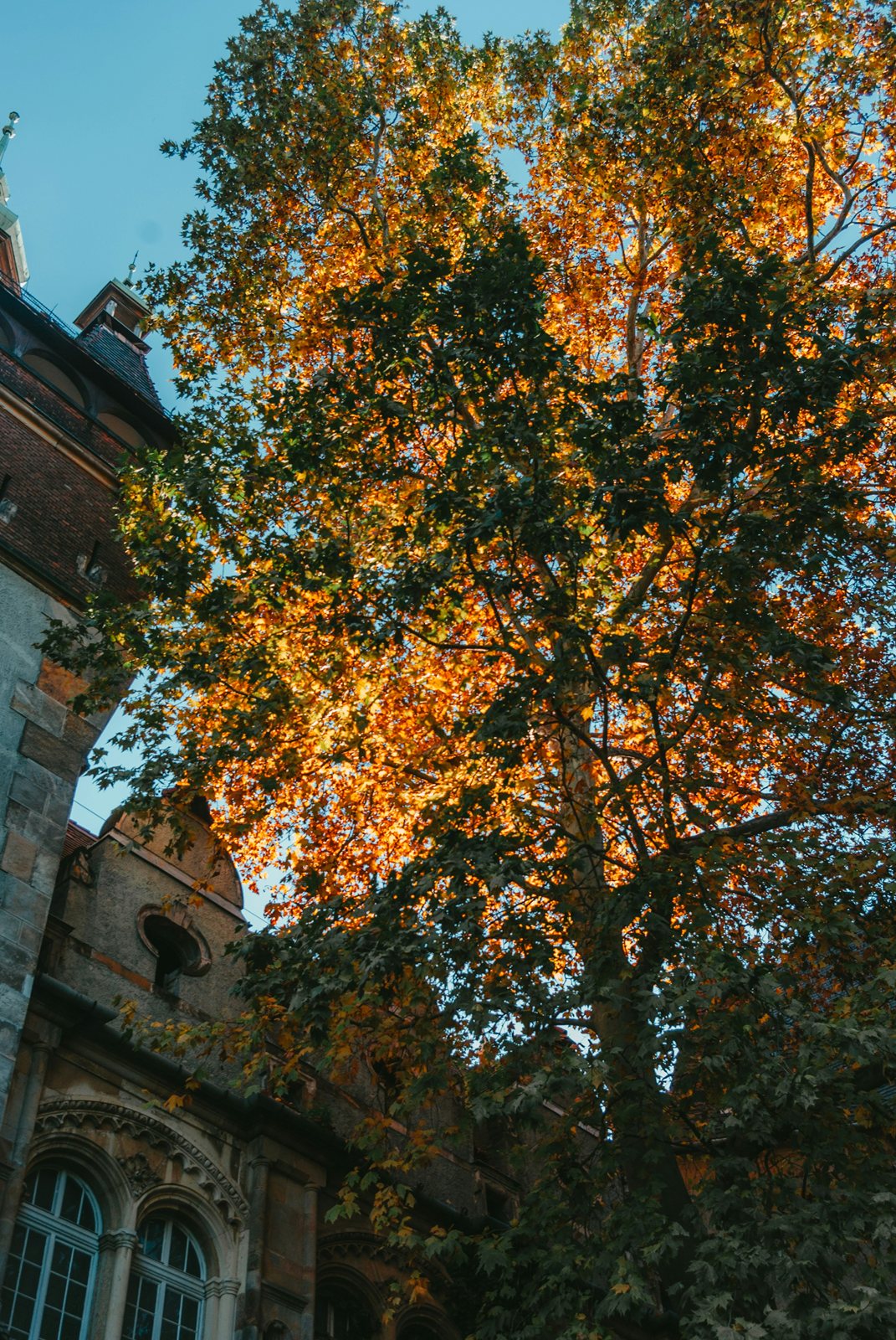 Looking up through autumn trees in orange and gold at the corner of a stone house.