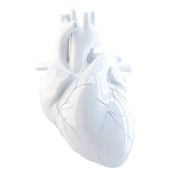 A white sculptural model of a human heart on a white ground.