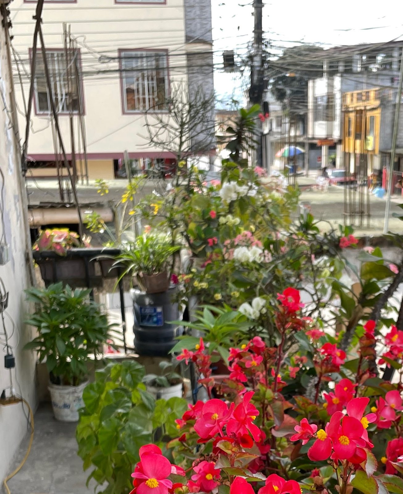 Potted plants and red flowers on a balcony above a street of houses and power lines.