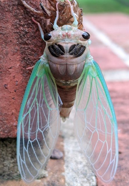 The author’s chosen image: a cicada on a brick wall.