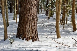Snow-covered woodland, a broad tree trunk in the foreground.