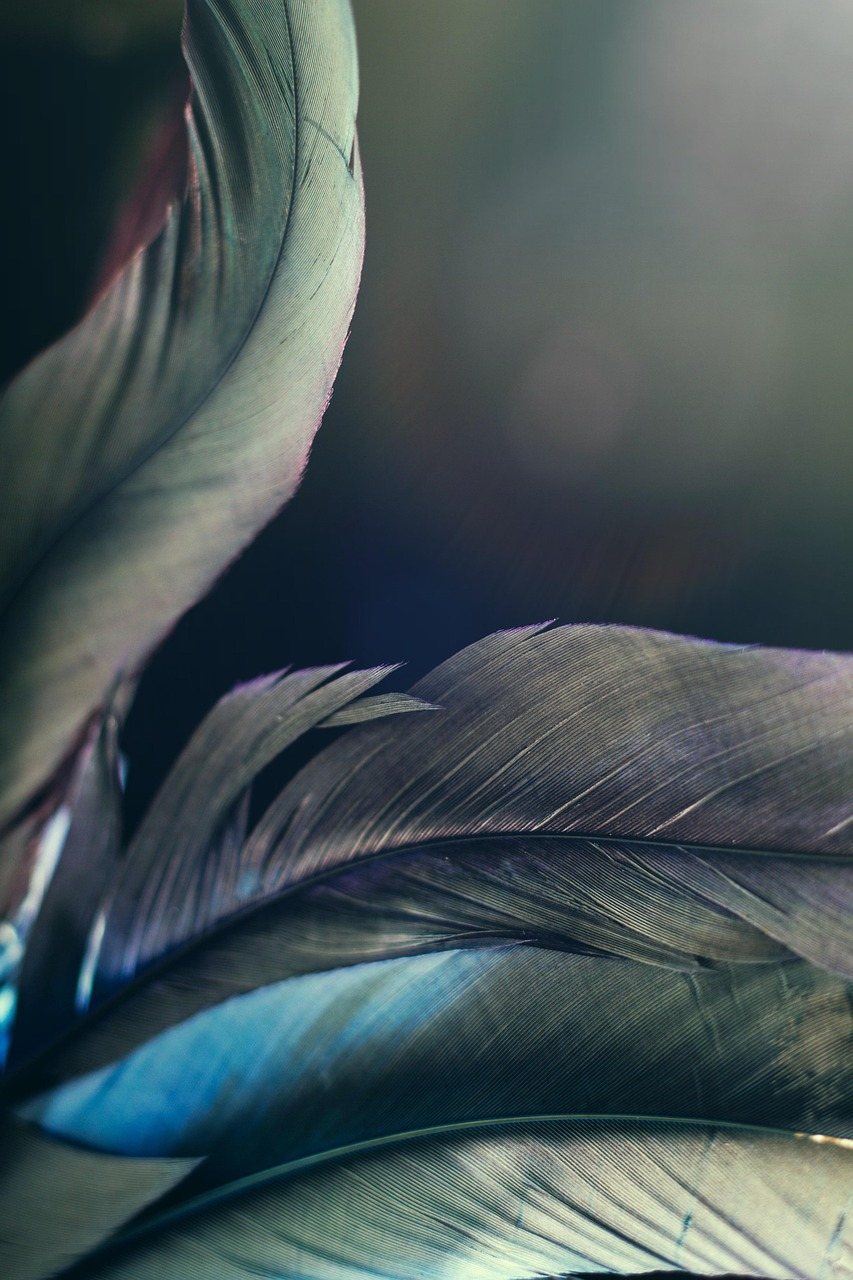 Feathers in blue and grey, seen close.