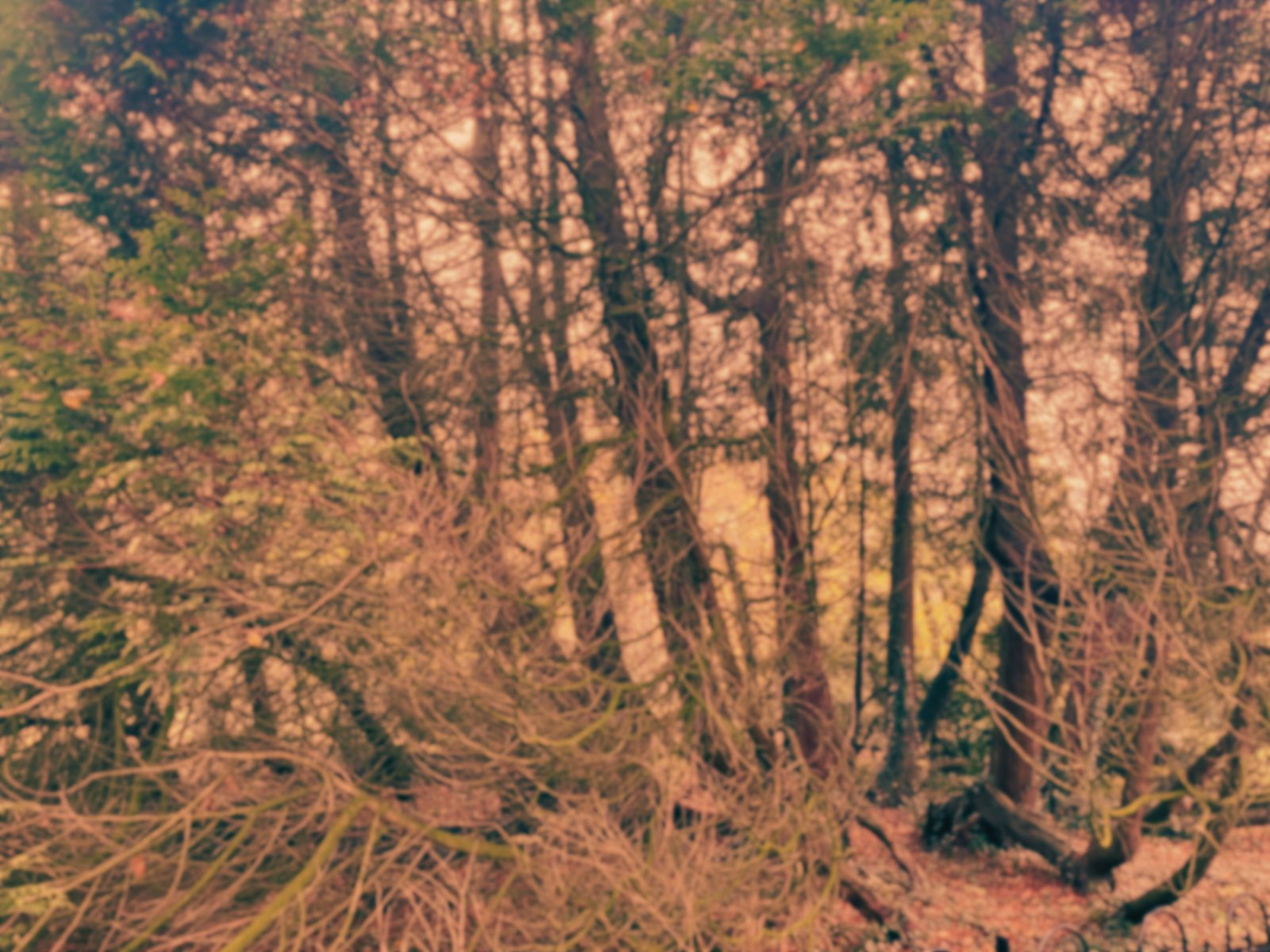 Bare winter woodland in warm dusk light.