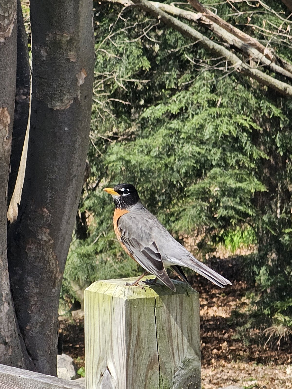 A robin perched on a fence post in a conifer wood.