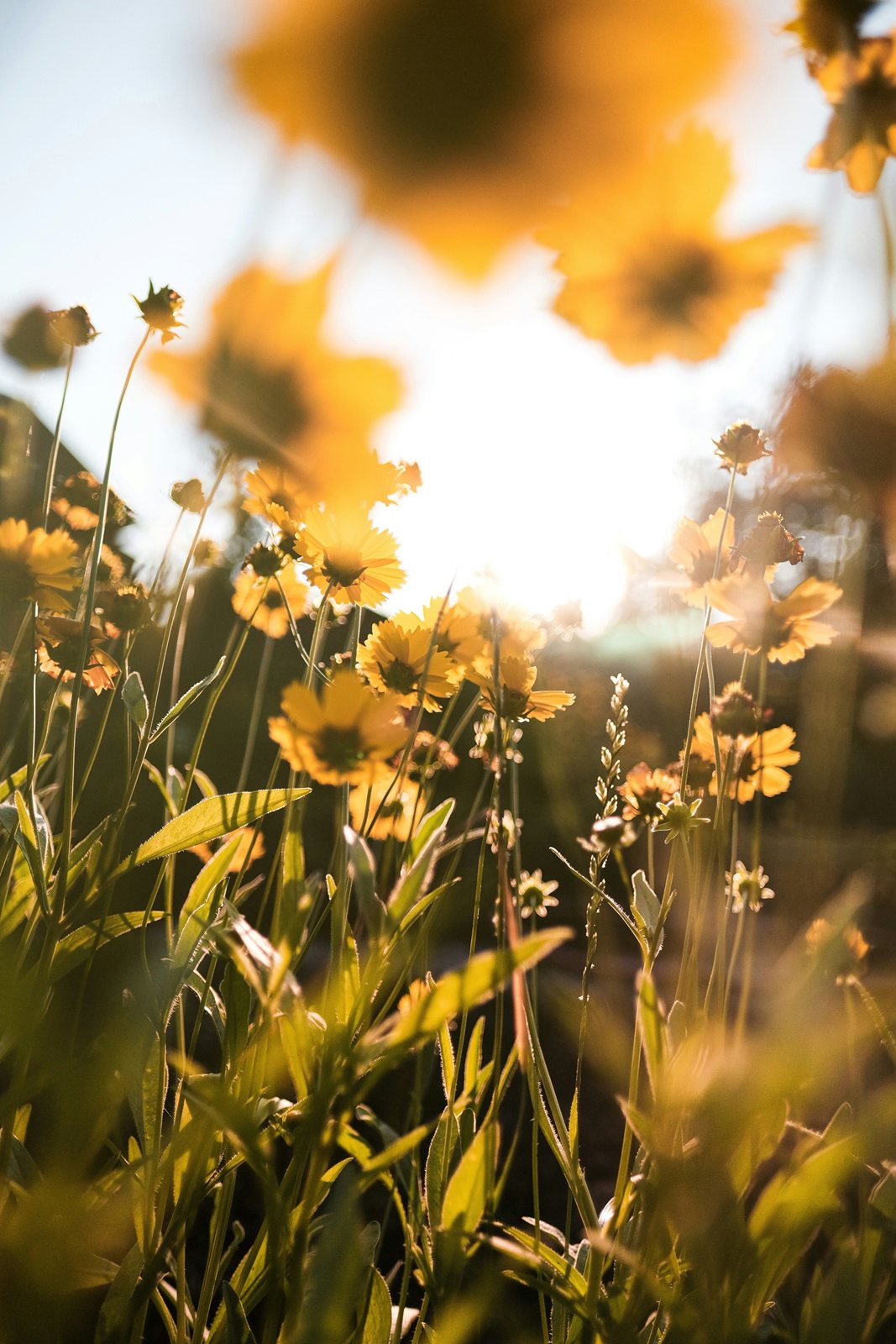 Yellow wildflowers against the sun, seen from below.