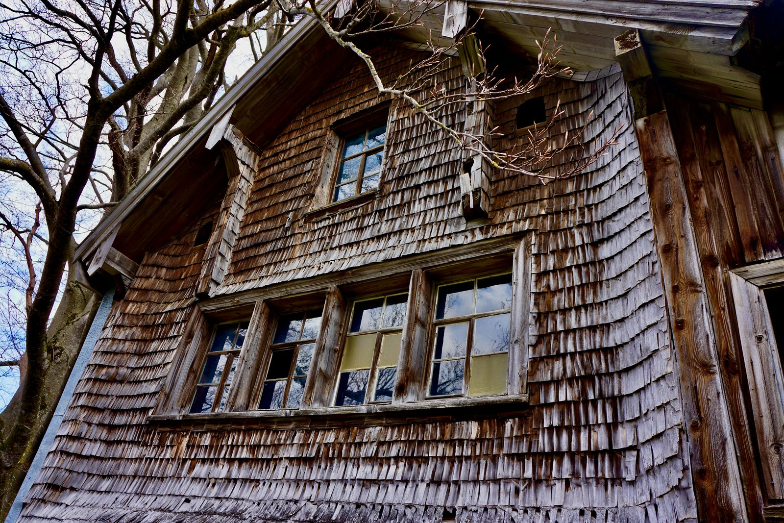 A weathered shingled house with tall windows, seen from below through bare branches.