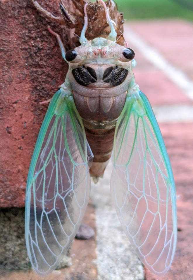 The author’s chosen image: a cicada on a brick wall.